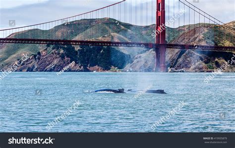 1,127 Gray whale baby Images, Stock Photos & Vectors | Shutterstock