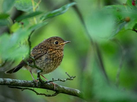 How to Photograph Nesting Birds - Nature TTL