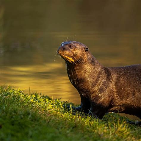 Giant Otter