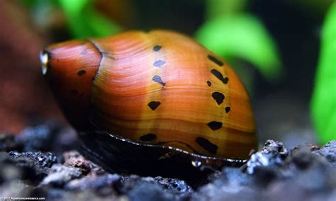 Nerite Snails: Algae Eating, Care, Lifespan, Eggs - Video