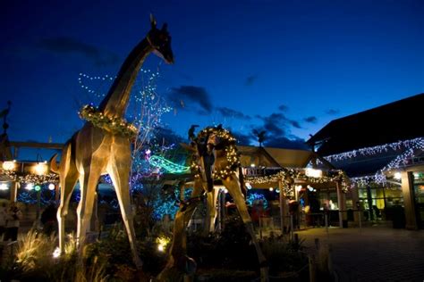 Win tickets to Zoo Lights | Mile High Mamas