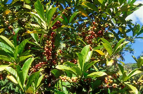 Coffee Plant | Grenada | Pictures | Grenada in Global-Geography