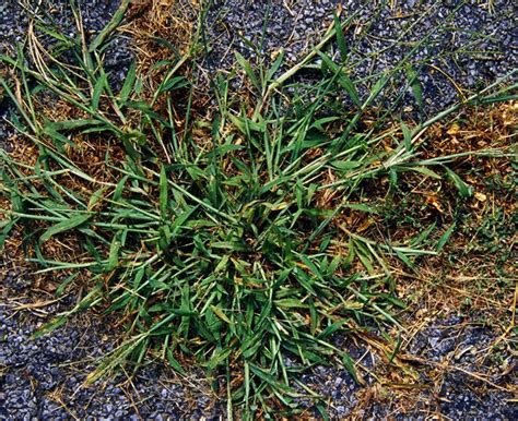 Learn the Difference Between Quackgrass and Crabgrass