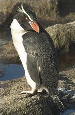 Snares penguin Facts for Kids