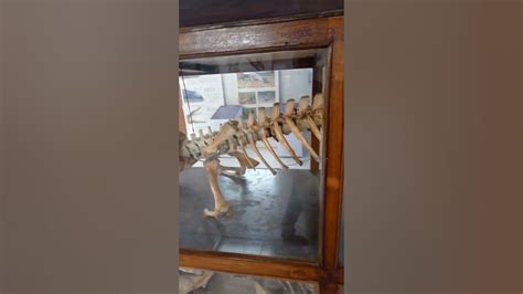 biggest crocodile full skeleton | crocodile skeleton museum | #Shorts - YouTube