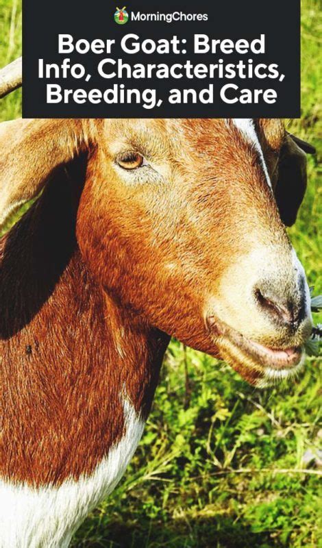 Boer Goat: Breed Info, Characteristics, Breeding, and Care