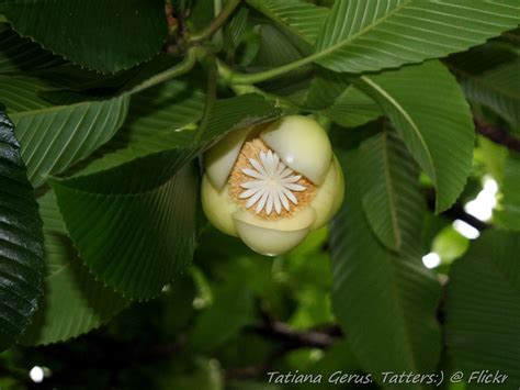 'Elephant apple' flower | after petals fell off.. Dillenia i… | Flickr