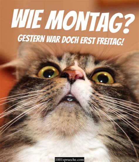 Montag Lustige Sprüche