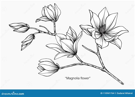 Magnolia Flower Drawing Step By Step / These flowers are both beautiful ...