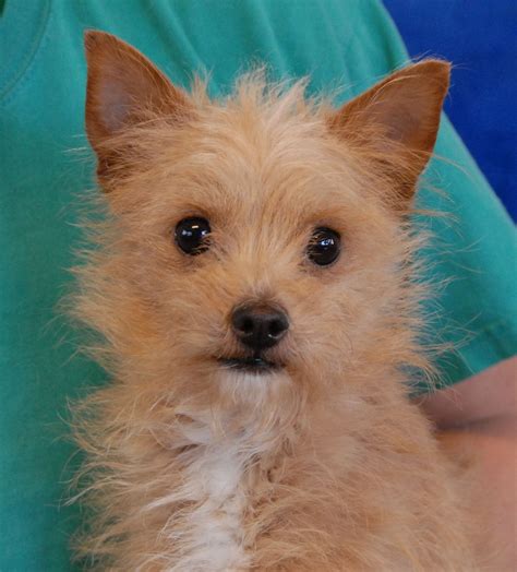 Sparky is the sweetest little ball of dynamite and he's debuting for ...