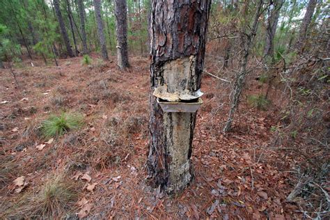 Longleaf Pine, Turpentine Tree, Two Miles North of Uvalda,… | Flickr