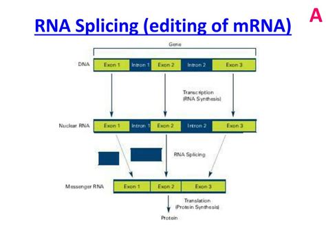 PPT - RNA and Protein Synthesis PowerPoint Presentation, free download - ID:5896301