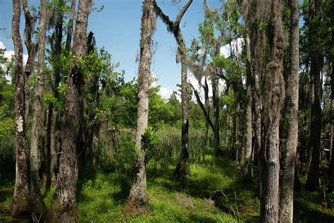 Audubon Swamp - Magnolia Plantation Photograph by Bill Cannon - Fine ...