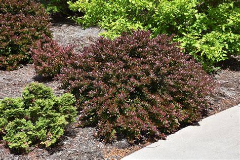 Concorde Japanese Barberry (Berberis thunbergii 'Concorde') in Greensboro High Point Winston ...