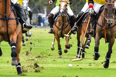 TIP Awards for Polo Horses | Stable Management