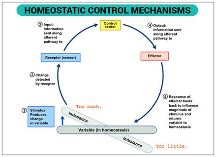 homeostasis - DriverLayer Search Engine