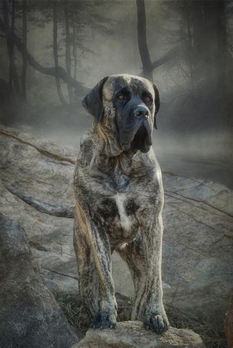 The Mastiff Photograph by Fran J Scott - Fine Art America