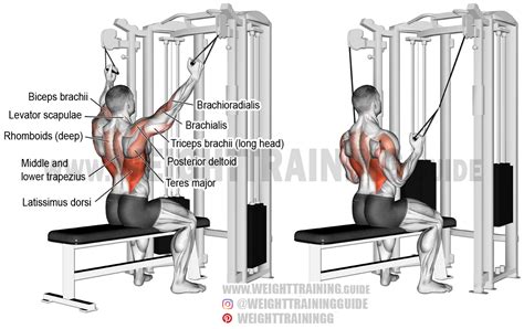 Double cable neutral-grip lat pull-down exercise instructions and video | Cable workout, Back ...