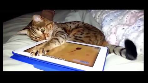 Crazy Cat Games Cats Playing Video Games - YouTube