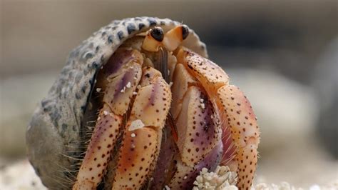 Hermit Crabs: Characteristics, care, breeding and more