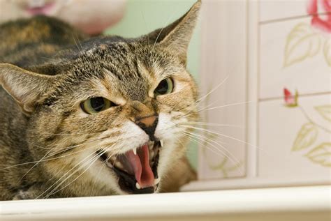 How to Fix Aggressive Behavior in Cats | Pets, Cats, Cat talk