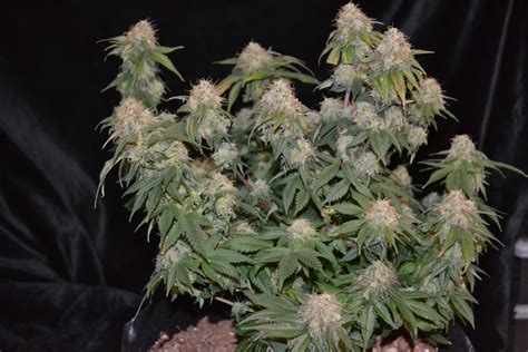 Canuk Seeds White Widow grow journal harvest15 by - GrowDiaries