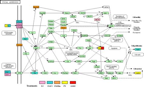 Focal adhesion signaling pathway highlighting those genes that are... | Download Scientific Diagram