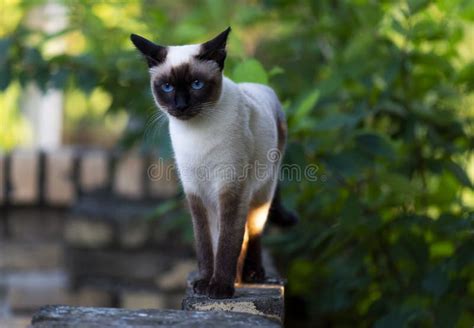 Siamese cat with blue eyes stock photo. Image of tree - 138306712