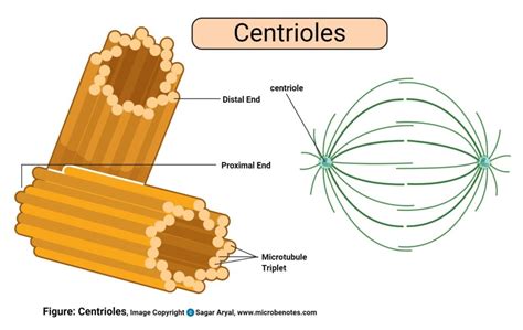 Cell Organelles: Definition, Structure, Functions, Diagram