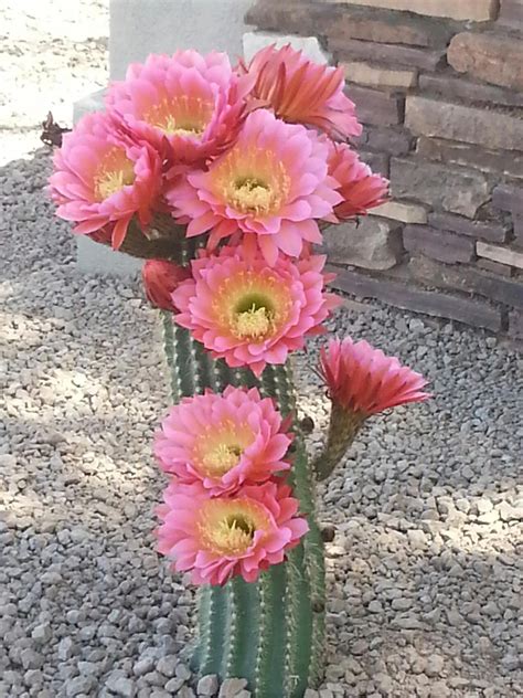 Cactus blooms in Tucson, Arizona Desert Flowers, Cactus Flowers, Desert ...