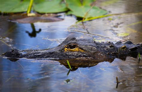 American Alligator, Everglades National Park | American Alli… | Flickr