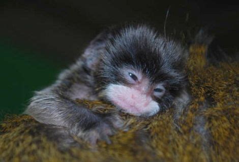 Sleepy baby emperor tamarin | Baby animals, Sleepy baby, Fur babies