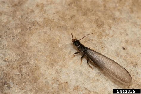 eastern subterranean termite (Reticulitermes flavipes)