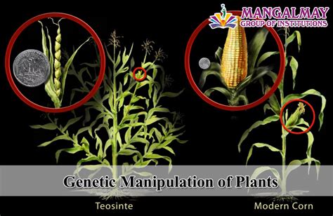 Genetic Manipulation of Plants - Mangalmay Group of Institutions | Leading education institutes ...