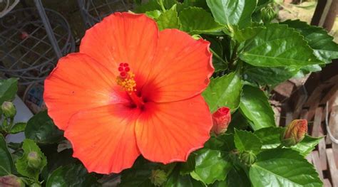 11 Orange Hibiscus Varieties to Brighten Your Garden