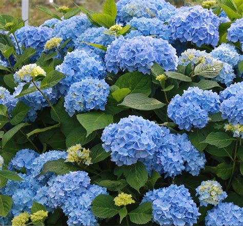 Hydrangea m. 'Bailmer' PP15298 /Endless Summer® The Original Hydrangea - C. M. Brown Nurseries Inc.