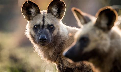 The African Wild Dog: Facts and Photos | Discover Africa