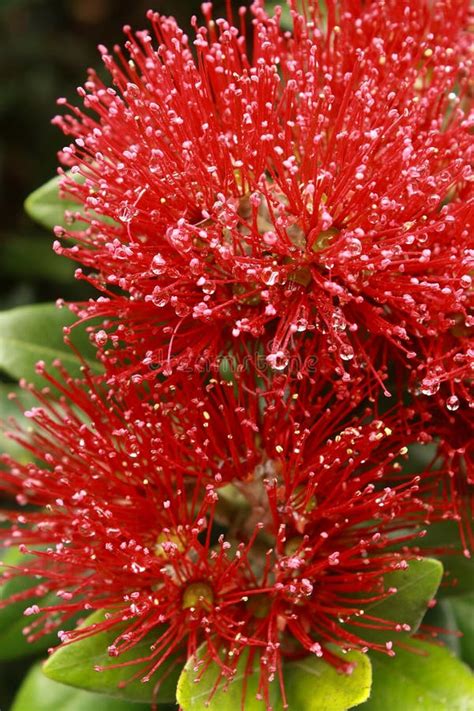 Pohutukawa flowers stock photo. Image of bush, vivid - 43817296