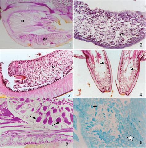 Figure 1-6 from Histology and histochemistry of the venom apparatus of the centipede Scolopendra ...