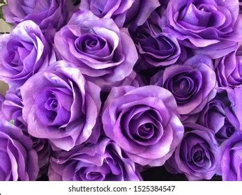 Purple Roses Background