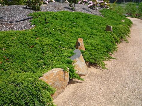 Lutchuensis Juniper - Juniperus Taxifolia | Bodendecker, Pflegeleichte gartengestaltung ...