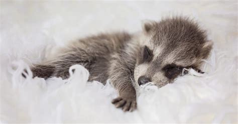 Baby Raccoons: 5 Incredible Facts & 5 Pictures - A-Z Animals