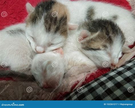 Three Lovely Baby Cats Sleeping Stock Image - Image of mammal, kitty: 152261217