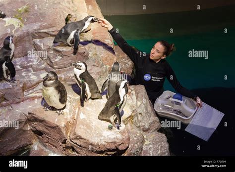 Feeding the penguins at New England Aquarium, Boston ,Massachusetts, United States of America ...