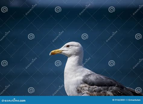 Nice close up seagull stock image. Image of wildlife - 91623051