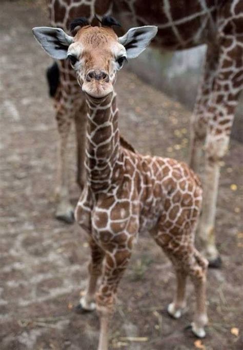 Bébé giraffe by Christian BECK on 500px | Cute baby animals, Cute ...