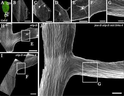 The stip-D mutation promotes the formation of petiolule-like structures... | Download Scientific ...