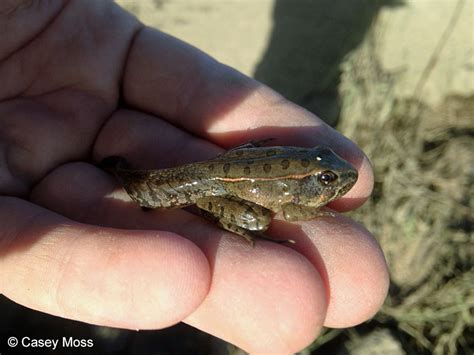 Southern Leopard Frog - Lithobates sphenocephalus