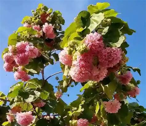 Pink Snowball Tree: Growing and Caring Guide