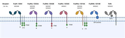 Fc Receptor Stable Cell Line - Fc Receptor Cell Line | GenScript